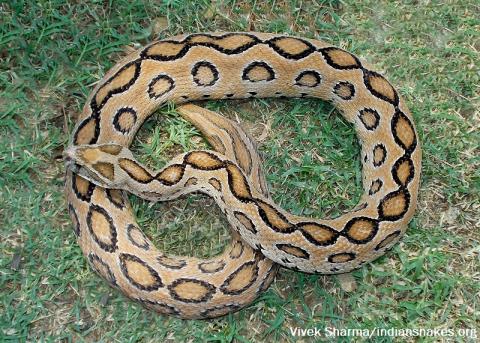 http://www.indiansnakes.org/sites/default/files/styles/large/public/snakes/image/Russels%20Viper%20%281%20of%201%29-2_0.jpg?itok=ucekUuNb